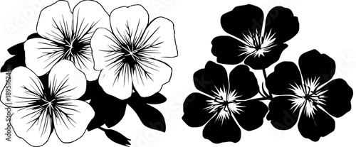 Nature's Symmetry: Three Evening Primroses in Black and White