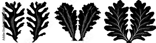 Elkhorn Fern's Natural Symmetry