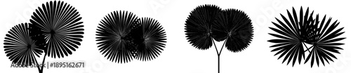 Two large black and white fan palm fronds crossing