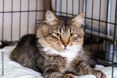 Serene tabby feline lounges inside kennel with soft lighting and hopeful atmosphere