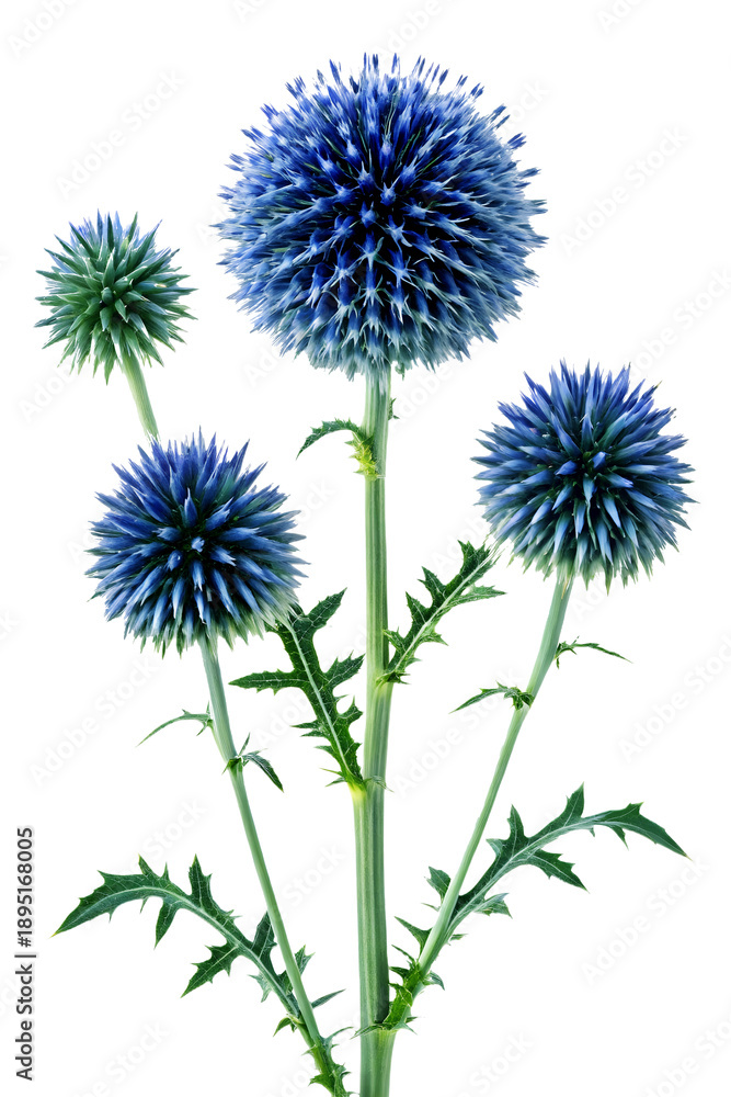 Fototapeta premium Blue Globe Thistle Echinops flowers on transparent background 