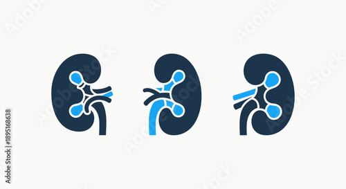 Kidney Anatomy Icons: Human Kidney Sections - Medical Science and Health Illustrations