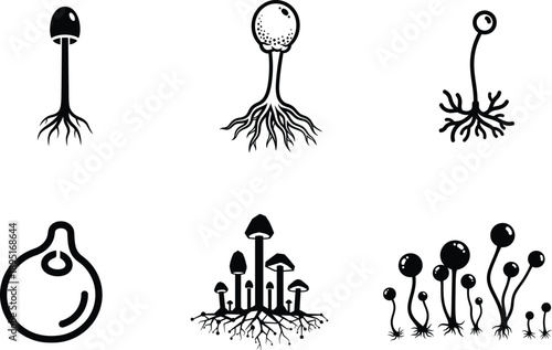 black and white illustrations of different types of mushrooms and fungi