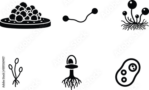 Black and white illustrations of various fungi and microorganisms on white background