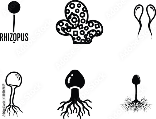 black and white illustrations of various fungi and rhizopus  common bread molds