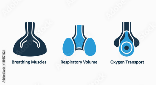 Diagrams illustrating breathing muscles, respiratory volume, and oxygen transport for medical or biology education.