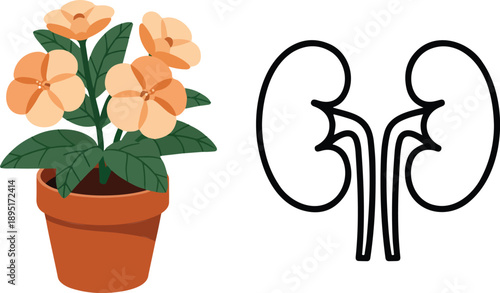 Botanical Kidney Health Icon Set Potted Flowers and Renal Anatomy