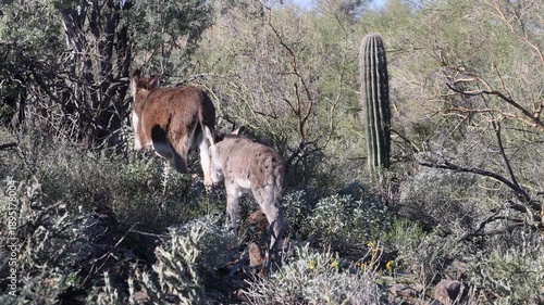 Wild burros in the Arizona Desert in Winter