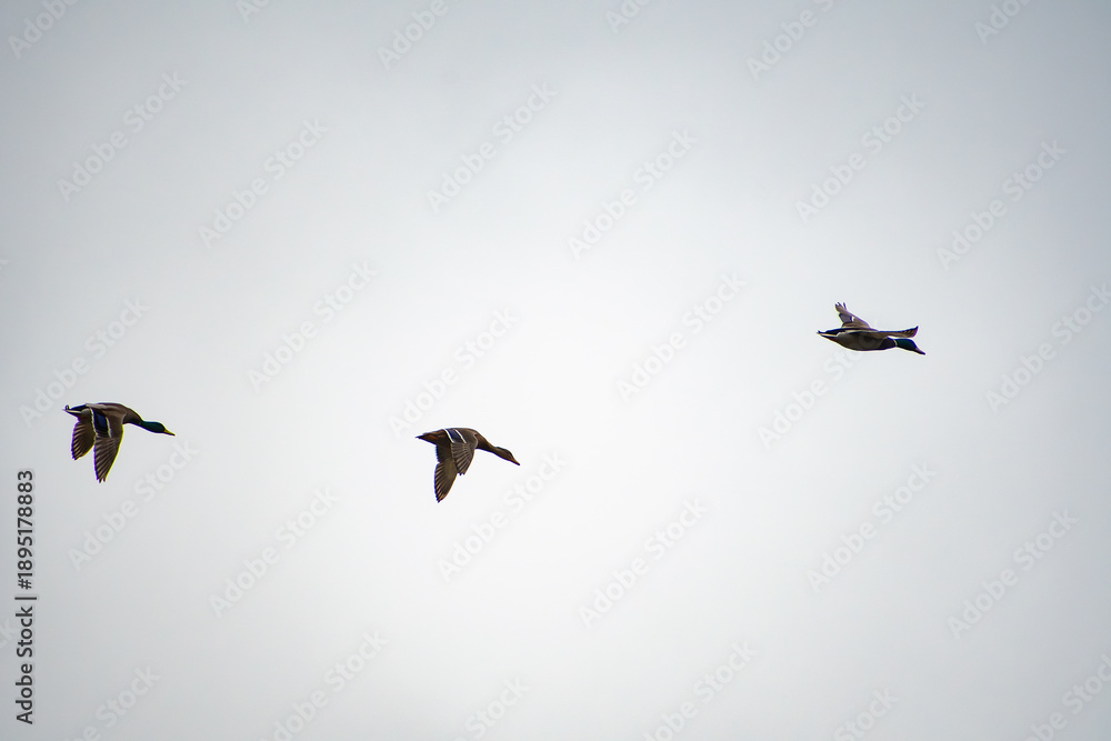 Fototapeta premium Three male Mallard Ducks in flight.