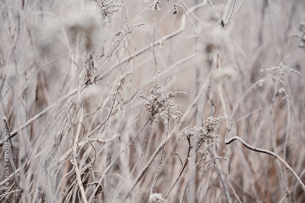 Obraz premium Frozen plants during frost in the field. Beautiful winter natural landscape.