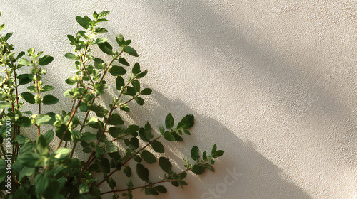 Minimal Medicinal Plant Background with Copy Space and Calm Natural Light in Clean Stock Photo Style  
