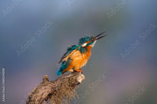 View of a vibrant kingfisher perched on a weathered branch, its beak open in song against a softly blurred backdrop, Lahore, Punjab, Pakistan.