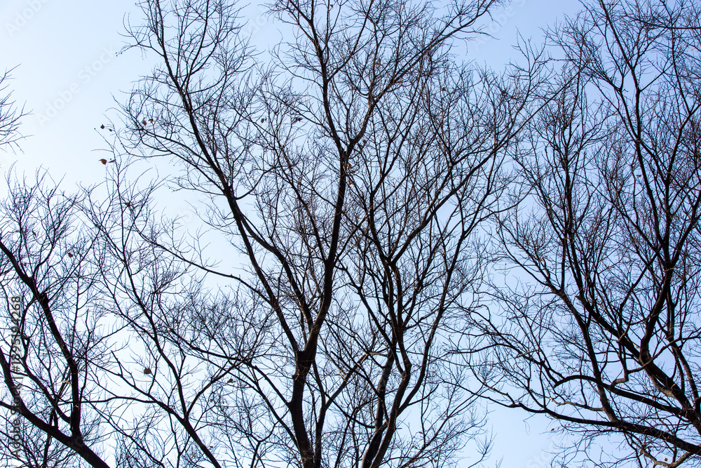 Obraz premium Bare Tree Branches Creating Winter Mood