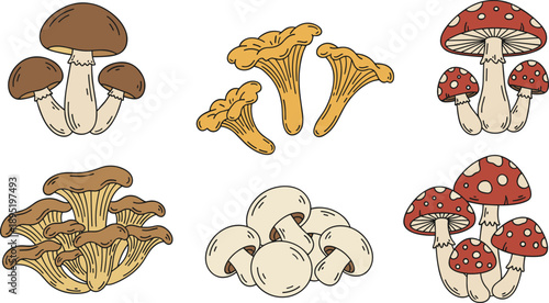 Edible and Wild Mushrooms Collection with Champignon Chanterelle and Toadstool Vector Illustration Set
