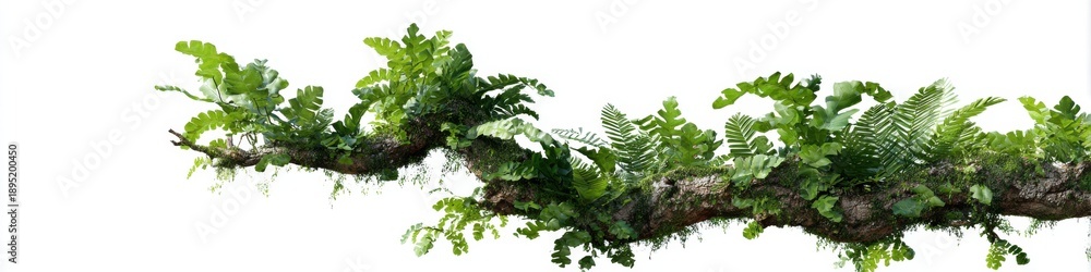 Fototapeta premium Lush green ferns on tree branch isolated on white background