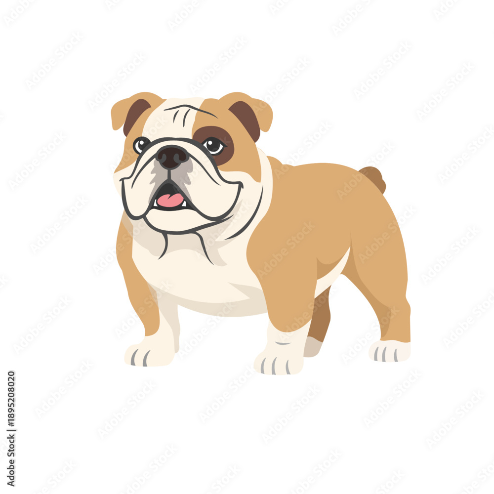 Obraz premium Cartoon vector illustration of an English Bulldog dog standing, isolated on white background.