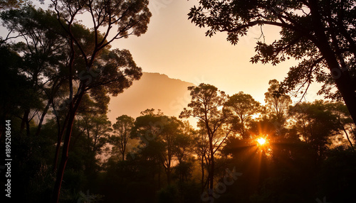Serene twilight over tall jungle forest