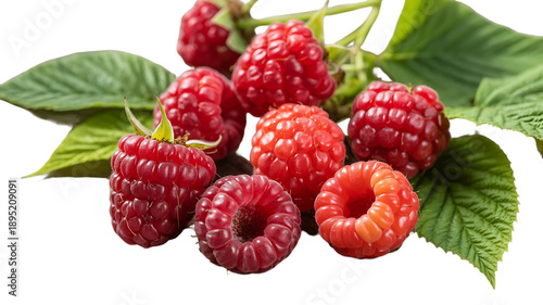 Vibrant red raspberries cluster on a leafy stem, showcasing juicy, ripe berries.