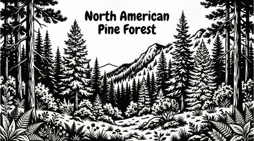 North American pine forest landscapes featuring conifer trees, shrubs, forest floor plants, and mountain black and white vector illustration vegetation ecosystems