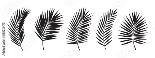 Set of black palm tree branch silhouettes for tropical design concepts and summer vacation graphics