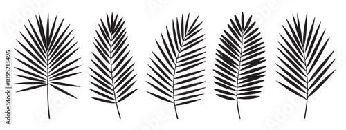 Tropical palm leaf silhouettes collection for exotic summer patterns and botanical illustration work