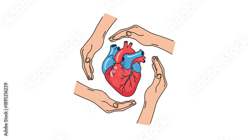 Four hands forming a protective circle around a human heart, healthcare and cardiovascular wellness insurance concept vector illustration.