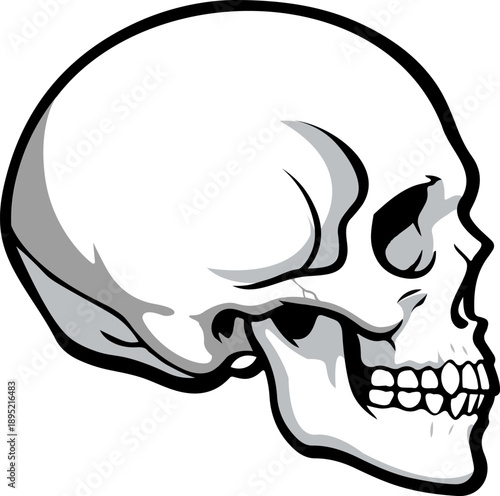 Realistic human skull vector in profile for medical illustrations and tattoo-style branding