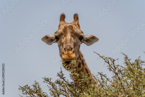 View of a giraffe gracefully nibbling on thorny branches, its patterned coat a stark contrast against the pale sky, a moment of wild beauty, Thies, Thies Region, Senegal.