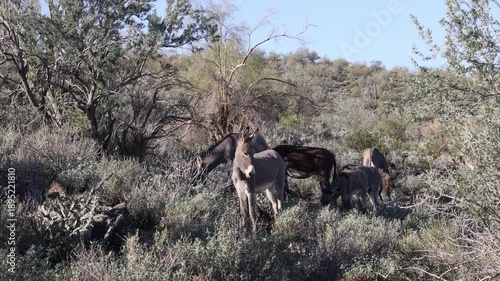 Wild burros in the Arizona Desert in Winter