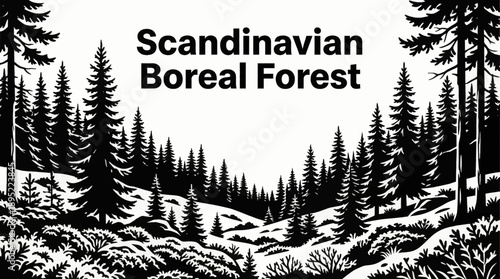 Scandinavian boreal forest landscapes monochrome vector illustration featuring spruce trees, moss vegetation, shrubs, and northern woodland ecosystems