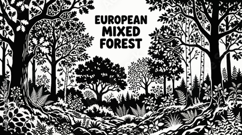 European mixed forests featuring oak, beech, and birch trees with layered forest vegetation and woodland plants monochrome vector illustration