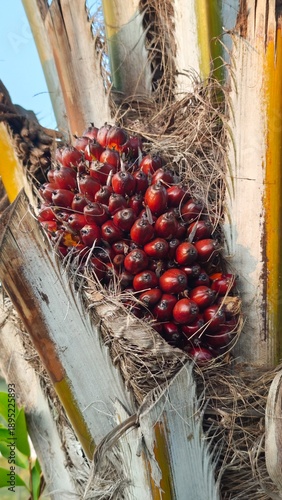 Oil Palm Fruit Bunches Plantation.
