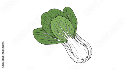 Fresh and crisp bok choy on white background: asian green vegetable sketch