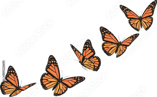 Several striking monarch butterflies with open wings soar gracefully along a distinct upward diagonal on white