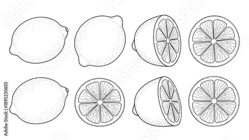 Line art lemons in various angles and cross-sections for design projects