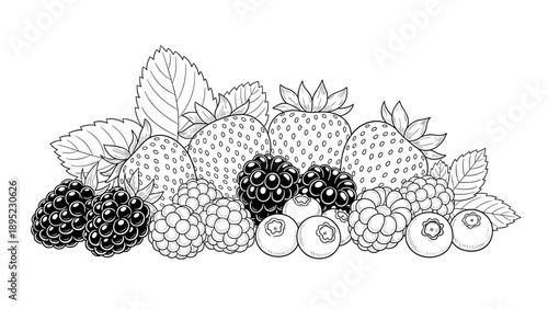 Hand drawn outline of berries including strawberries, blackberries, raspberries, and blueberries