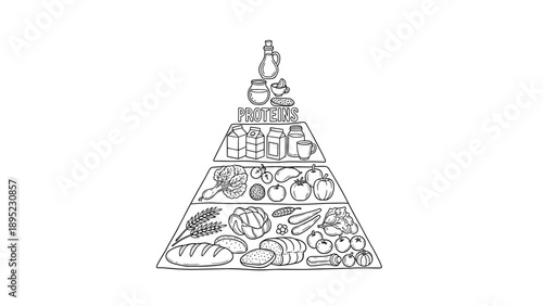 Hierarchical outline of food pyramid with protein focus