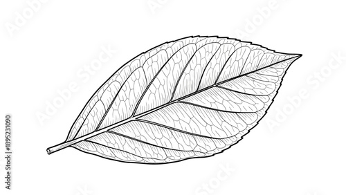 Detailed monochrome line art of leaf with intricate vein patterns for botanical design