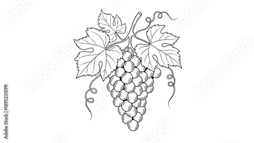 Elegant linear drawing of a grapevine with leaves and clusters in black and white