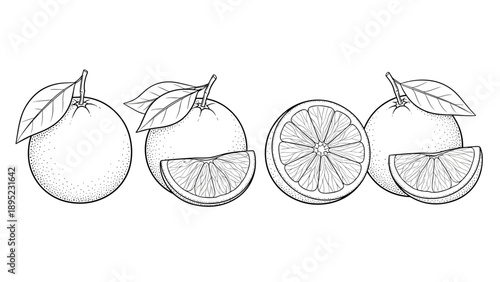 Detailed citrus fruit sketch with whole and sliced oranges