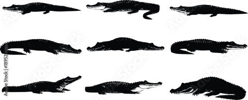 Set of nine black lizard and gecko silhouettes isolated on white background vector illustration minimalist wildlife animal icons
