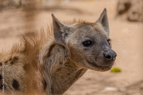 View of a hyena with its alert ears and inquisitive gaze against a blurred backdrop of the sandy ground and muted green foliage, Thies, Thies Region, Senegal.