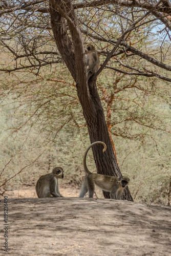 View of monkeys perched on branches and scurrying across the arid ground beneath a sparse tree, a glimpse into the wild, Thies, Thies Region, Senegal.