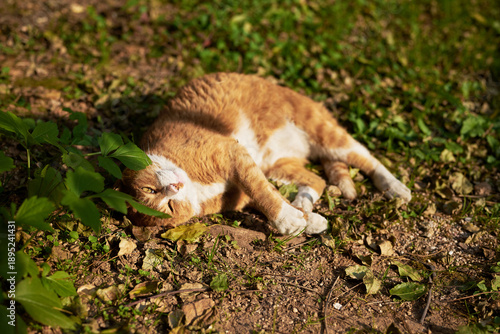 Ginger Tabby Cat Resting on the Ground in Warm Sunlight