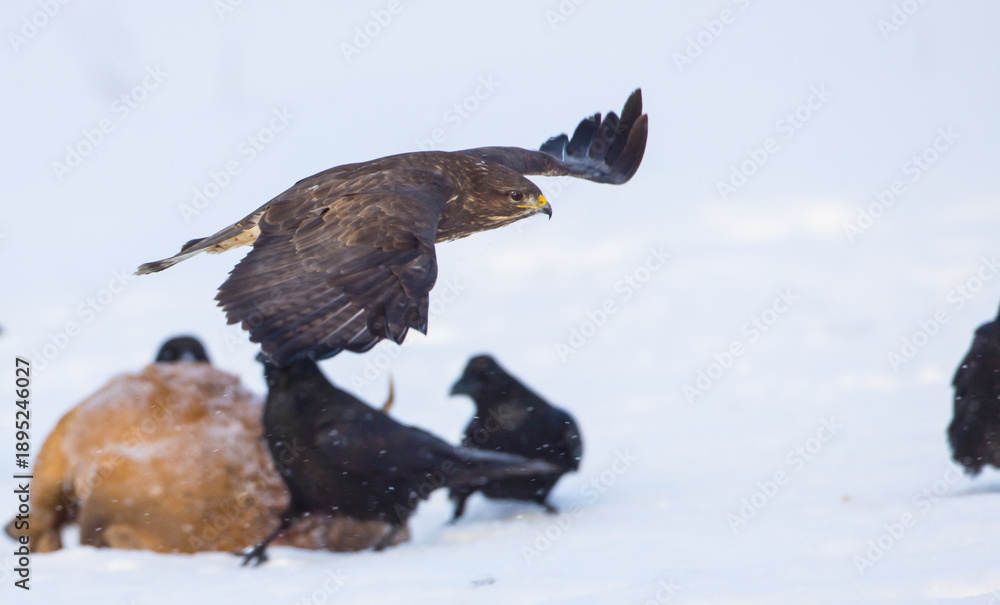 Fototapeta premium Common Buzzard in winter at a wetland