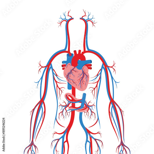 Detailed Illustration of Human Circulatory System Featuring Heart and Blood Vessels