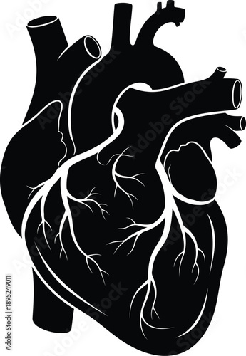 Black outline diagram of human heart with visible arteries and veins on transparent background medical illustration