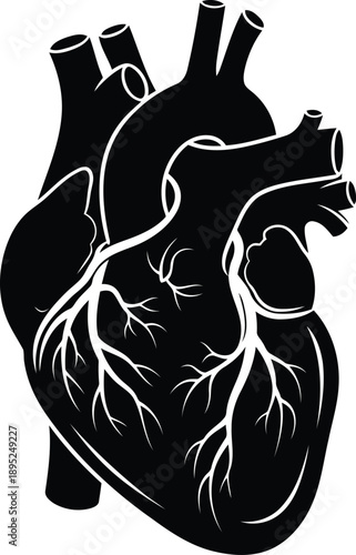 Detailed black silhouette of a human heart with arteries and veins anatomical structure on transparent background