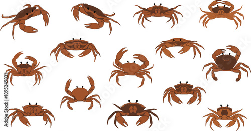 Set of crab illustrations in different poses showing marine crustaceans seafood vector icons isolated on white