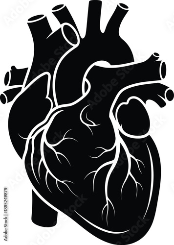 Anatomical human heart vector illustration featuring detailed veins and chambers isolated on transparent grid background